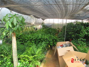 樂平盛興花藝景觀工程的設(shè)計與施工